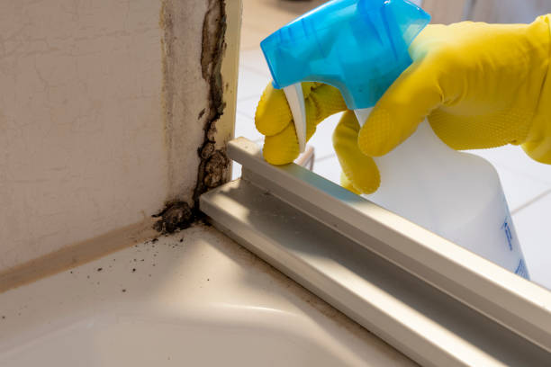 Attic Mold Removal in Dixon Lane Meadow Creek, CA