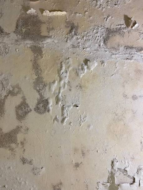 Trusted Dixon Lane Meadow Creek, CA Mold Removal Experts