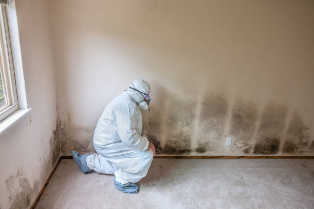 Best Residential Mold Removal  in Dixon Lane Meadow Creek, CA